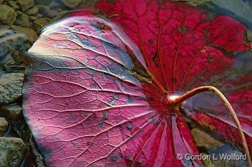 Fallen Lily Pad_14784-5.jpg - Photographed at Eloida, Ontario, Canada.